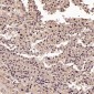 Anti-CDK2 Rabbit Monoclonal Antibody